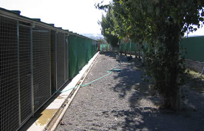 guardería para perros